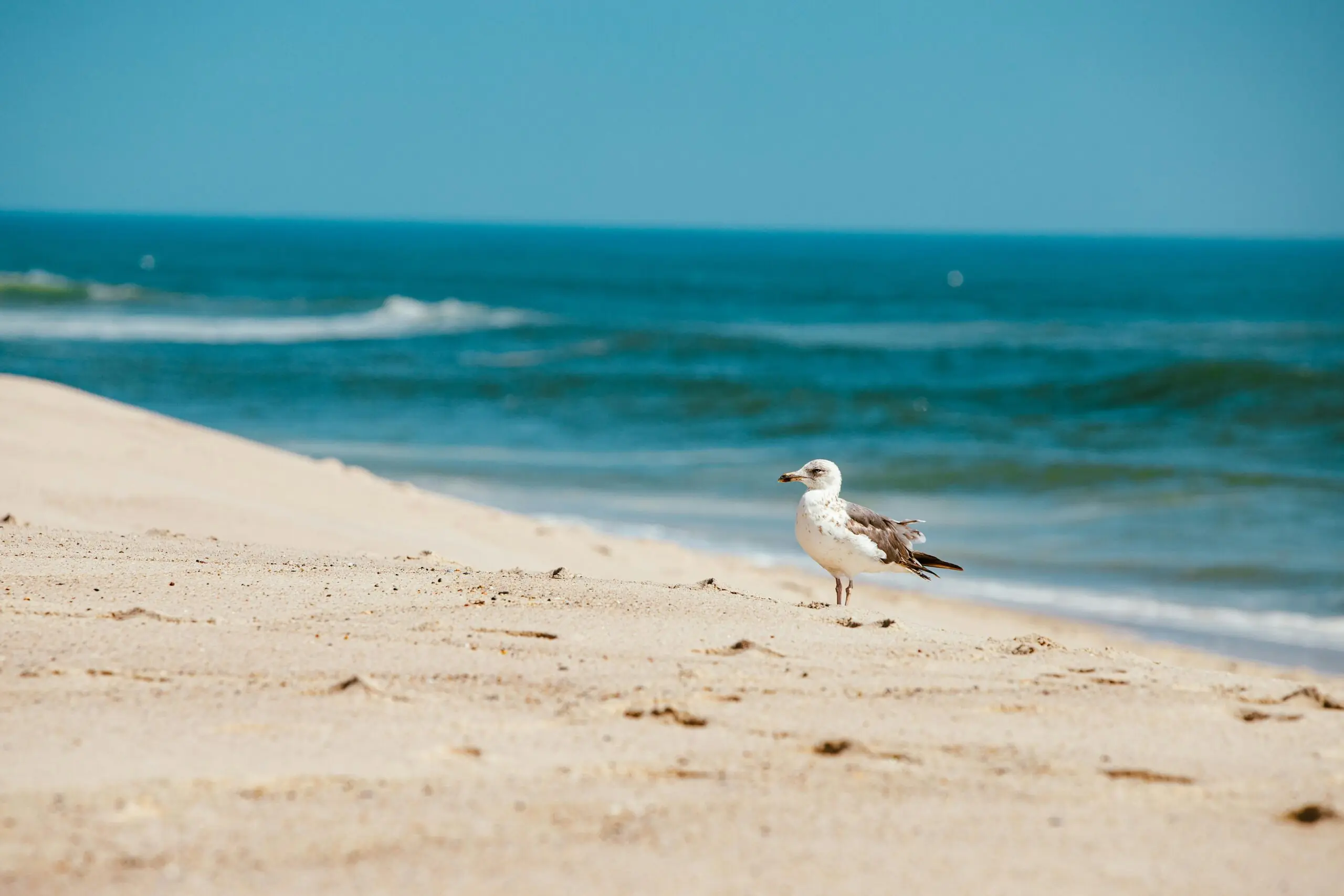 A seagull along a sandy beach before the rolling waves of the ocean in Massachusetts.