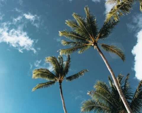 Palm trees before a partially cloudy sky in Florida.