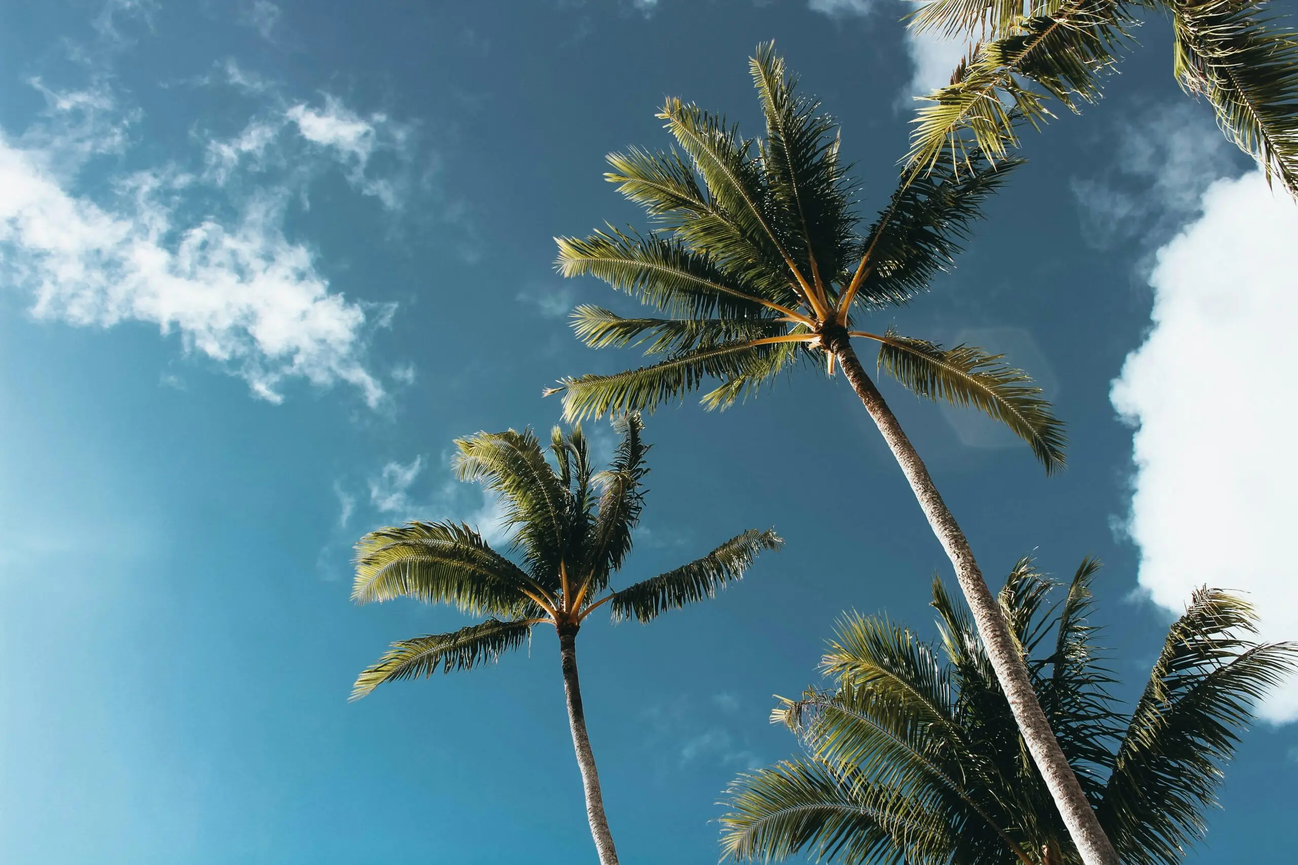 Palm trees before a partially cloudy sky in Florida.