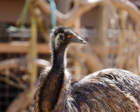 An ostrich at the Sacramento Zoo in Sacramento.