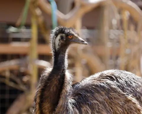 An ostrich at the Sacramento Zoo in Sacramento.