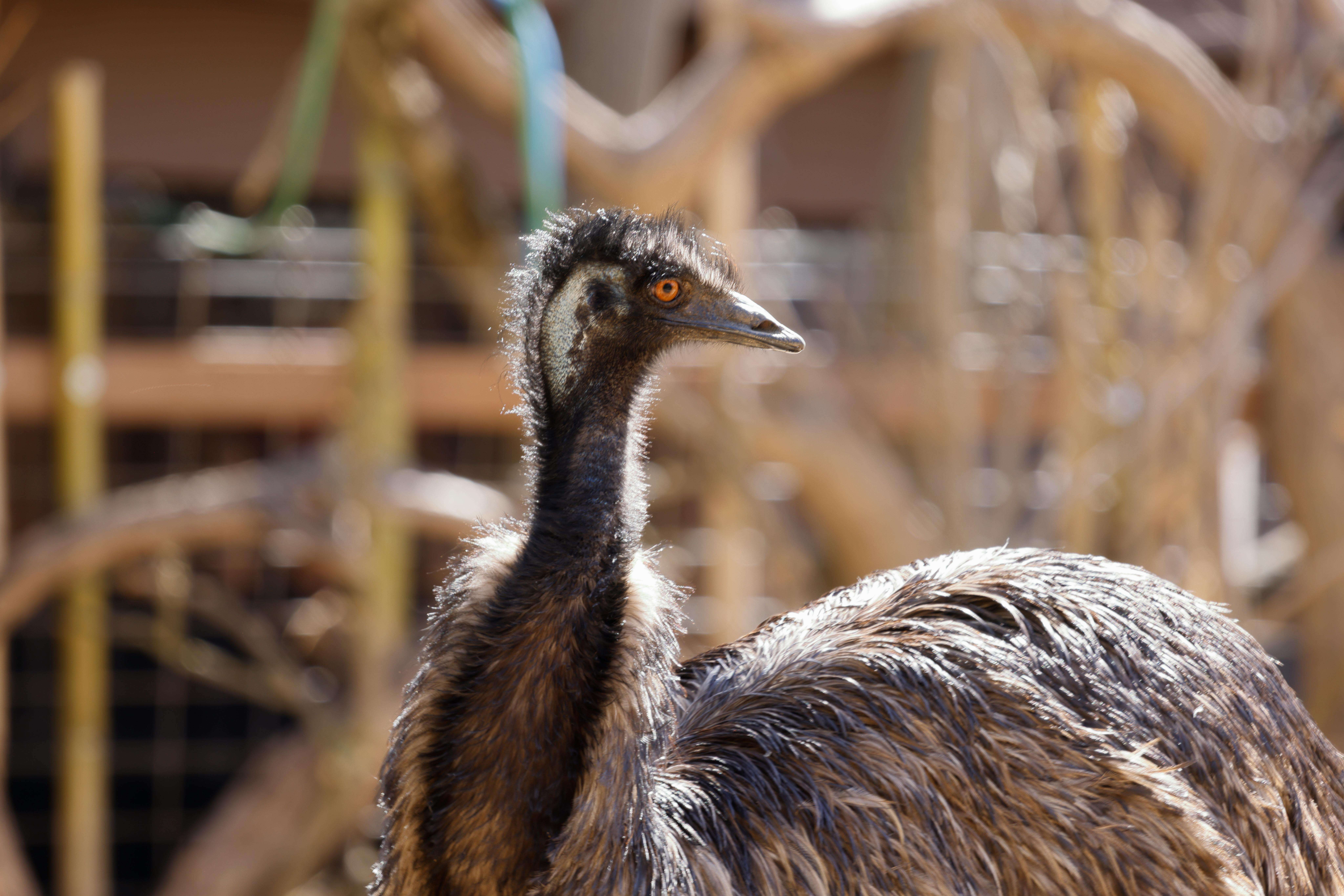 An ostrich at the Sacramento Zoo in Sacramento.