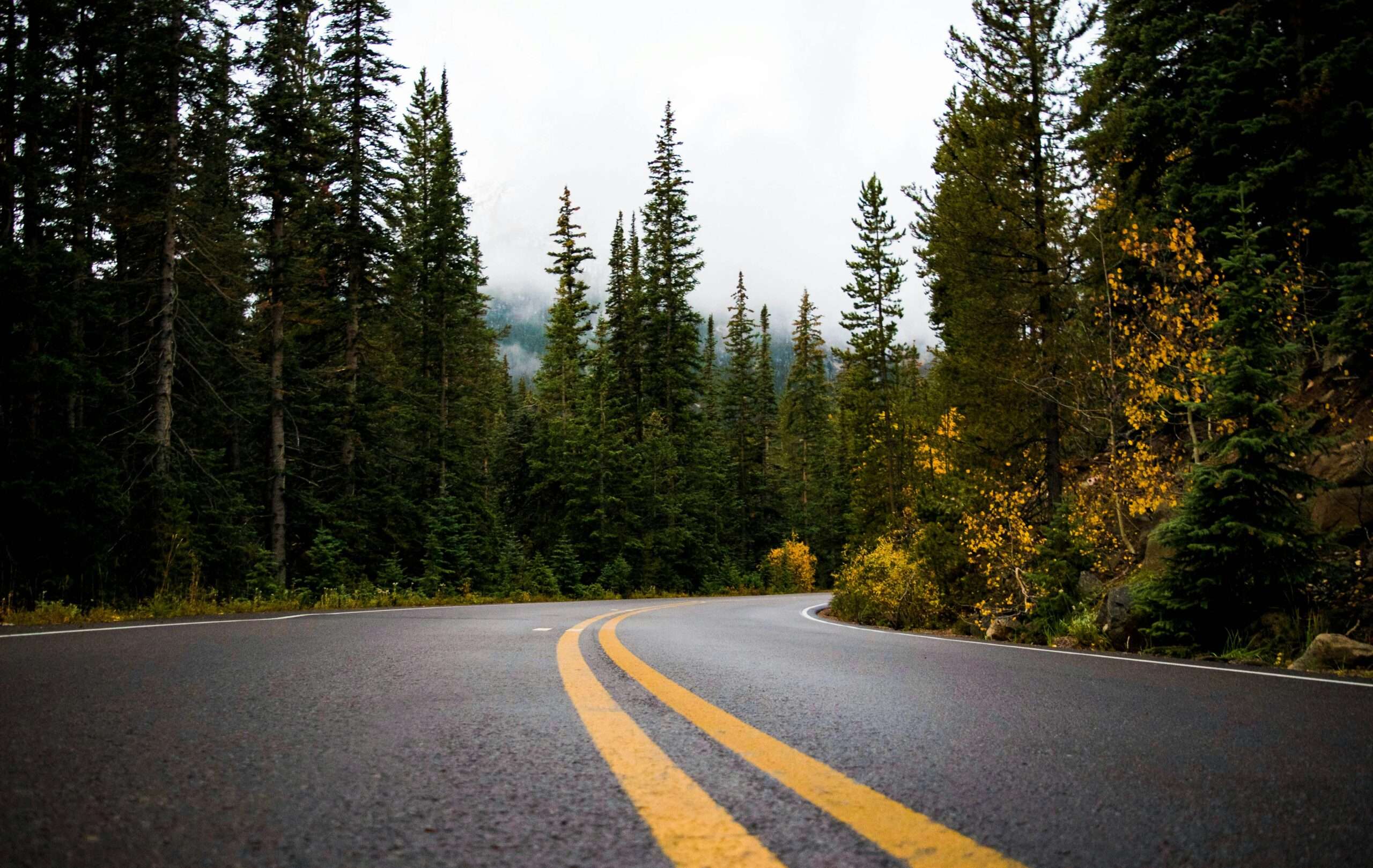 A Michigan highway through thick green trees.