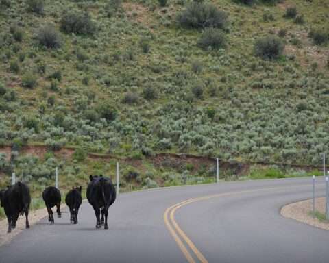 A group of cows alongside an Interstate highway in Utah.