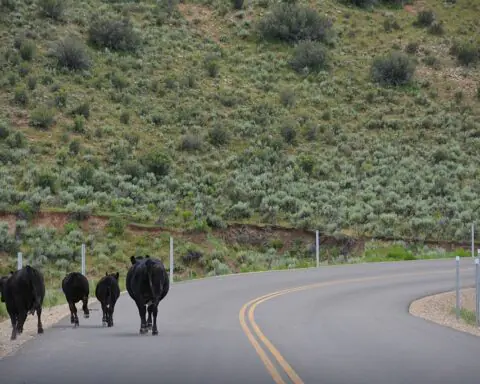 A group of cows alongside an Interstate highway in Utah.