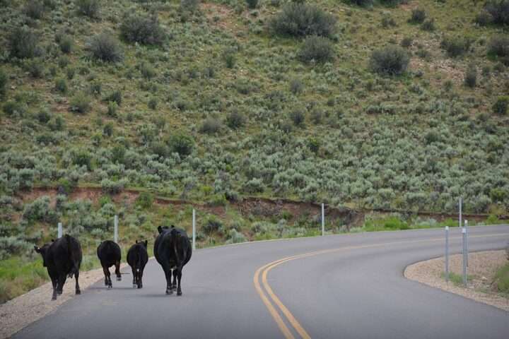 A group of cows alongside an Interstate highway in Utah.
