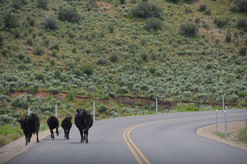 A group of cows alongside an Interstate highway in Utah.