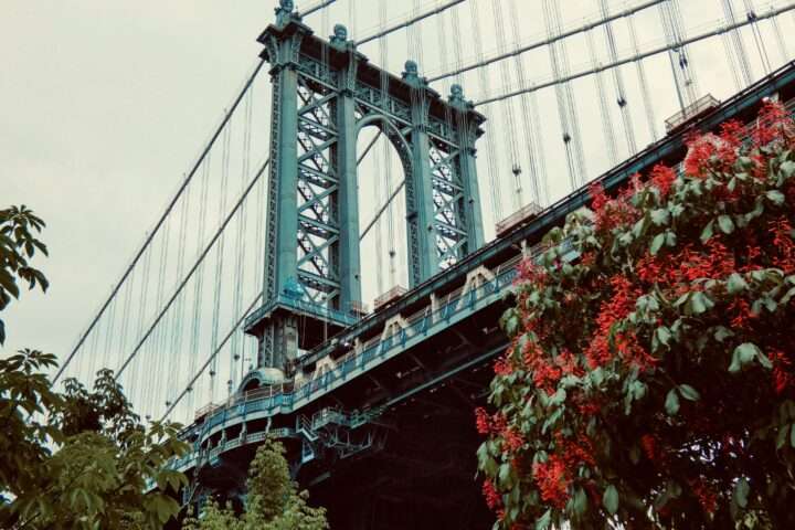 Rose bushes before a large green bridge in New York City.