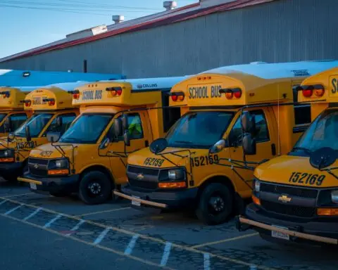 A row of school buses in the shade.