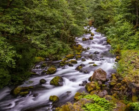 A stream in Washington State.