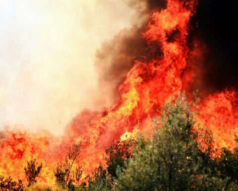 A wildfire burning in green brush.