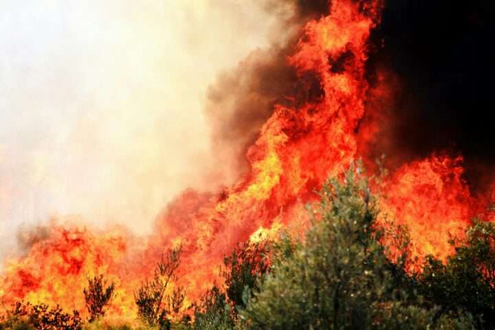 A wildfire burning in green brush.