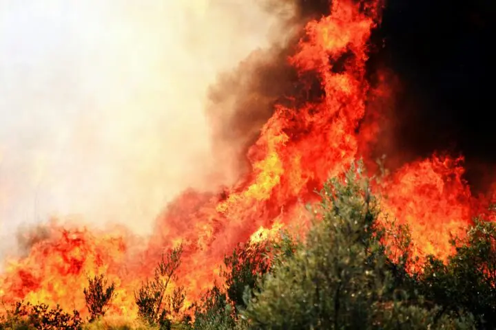 A wildfire burning in green brush.