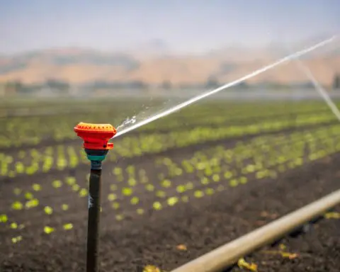 Water squirting out of an agricultural water system in a field of grass sprouts.