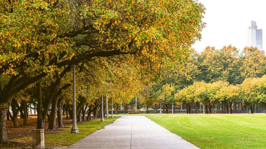 A park with a sidewalk alongside autumn trees during the day.