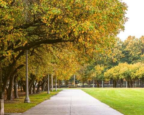 A park with a sidewalk alongside autumn trees during the day.