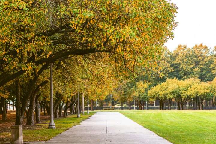 A park with a sidewalk alongside autumn trees during the day.