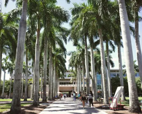 Palm trees lining a sidewalk at Florida State University.