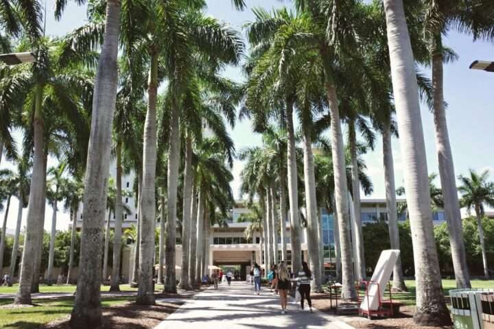 Palm trees lining a sidewalk at Florida State University.