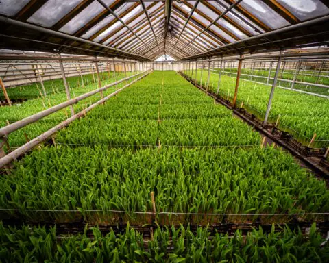 An agricultural research facility with plants in a shaded room.