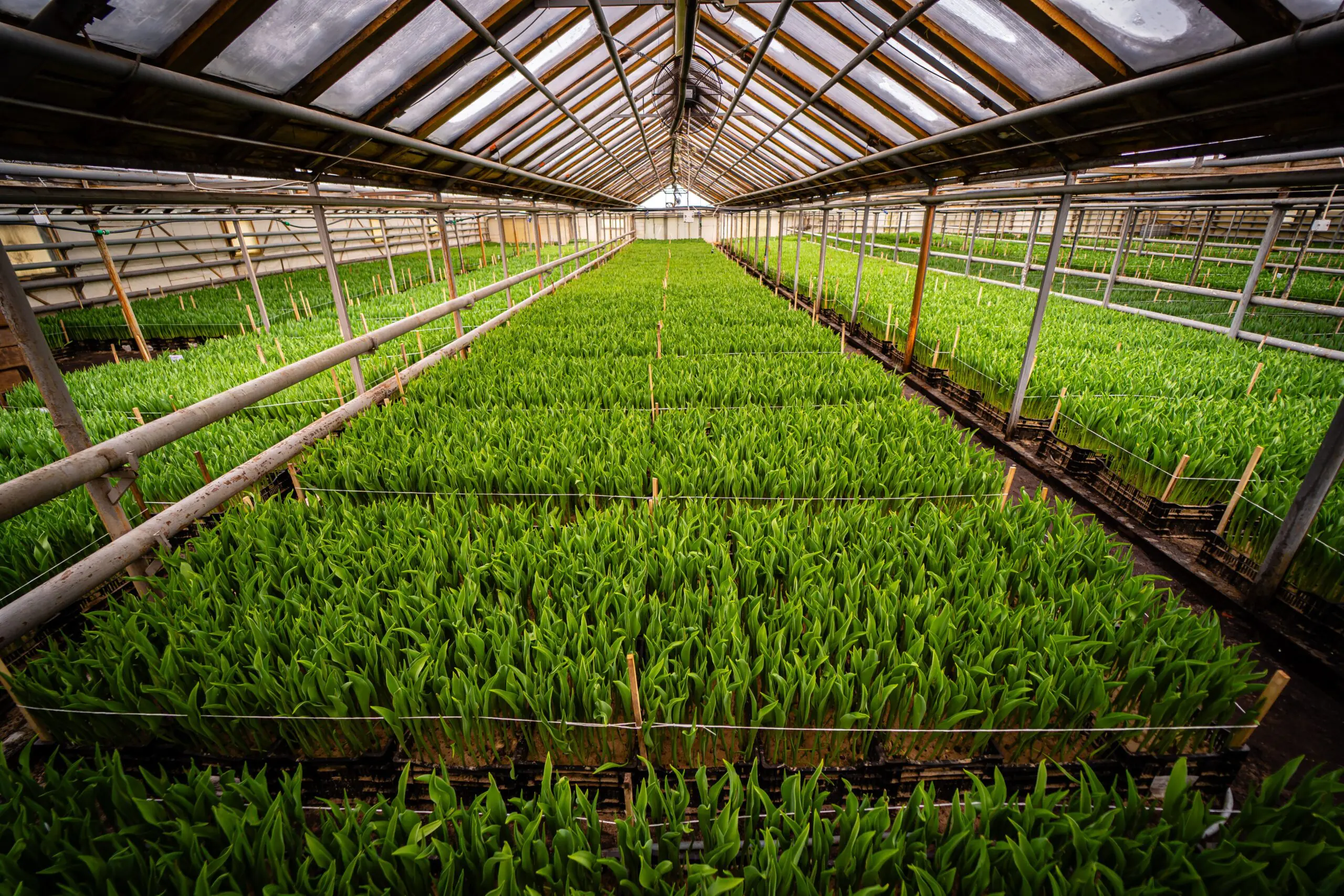 An agricultural research facility with plants in a shaded room.
