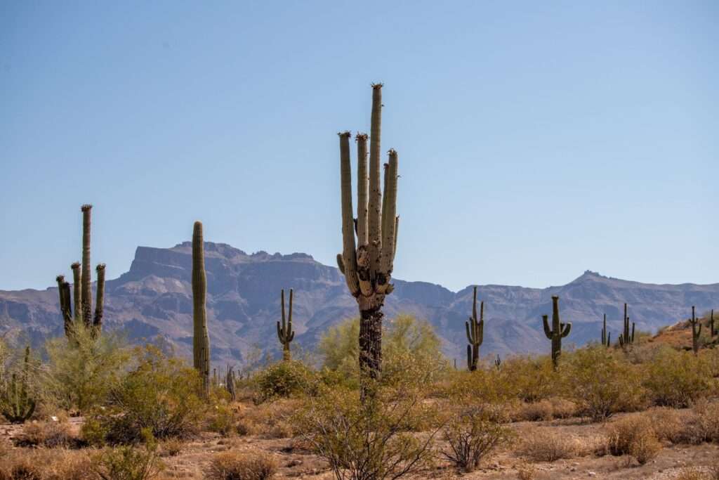 Arizona