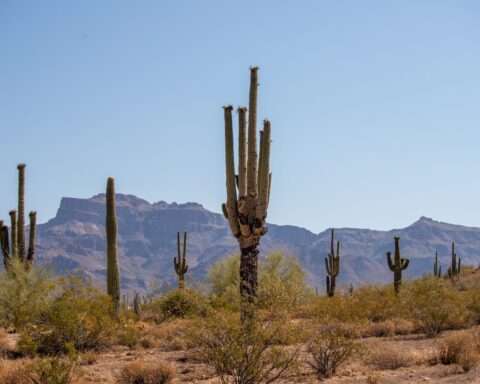 Arizona