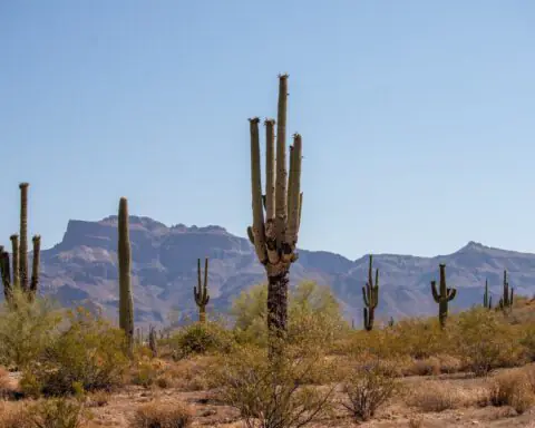 Arizona