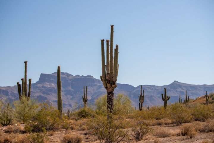 Arizona