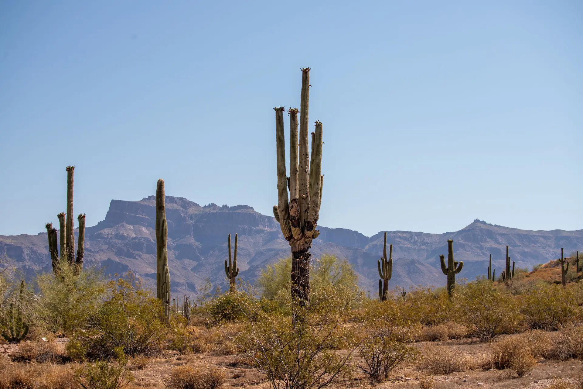Arizona